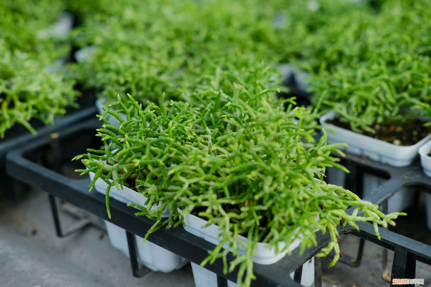 多肉头里爆崽怎么处理 多肉爆头后怎么处理