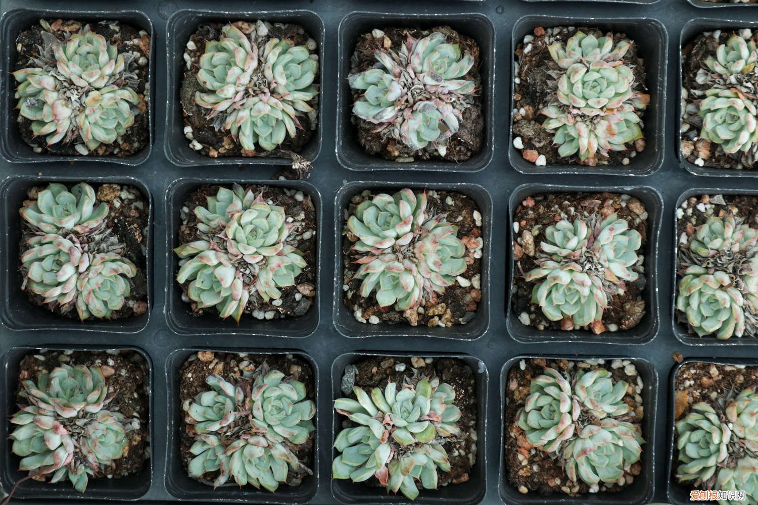 多肉头里爆崽怎么处理 多肉爆头后怎么处理