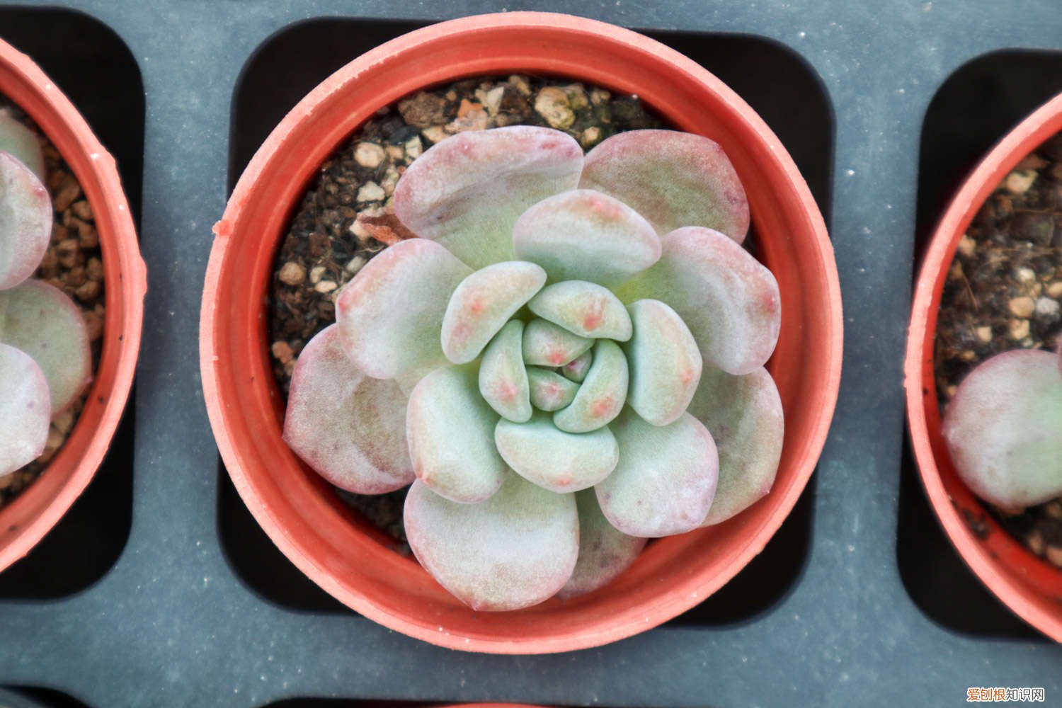 多肉头里爆崽怎么处理 多肉爆头后怎么处理