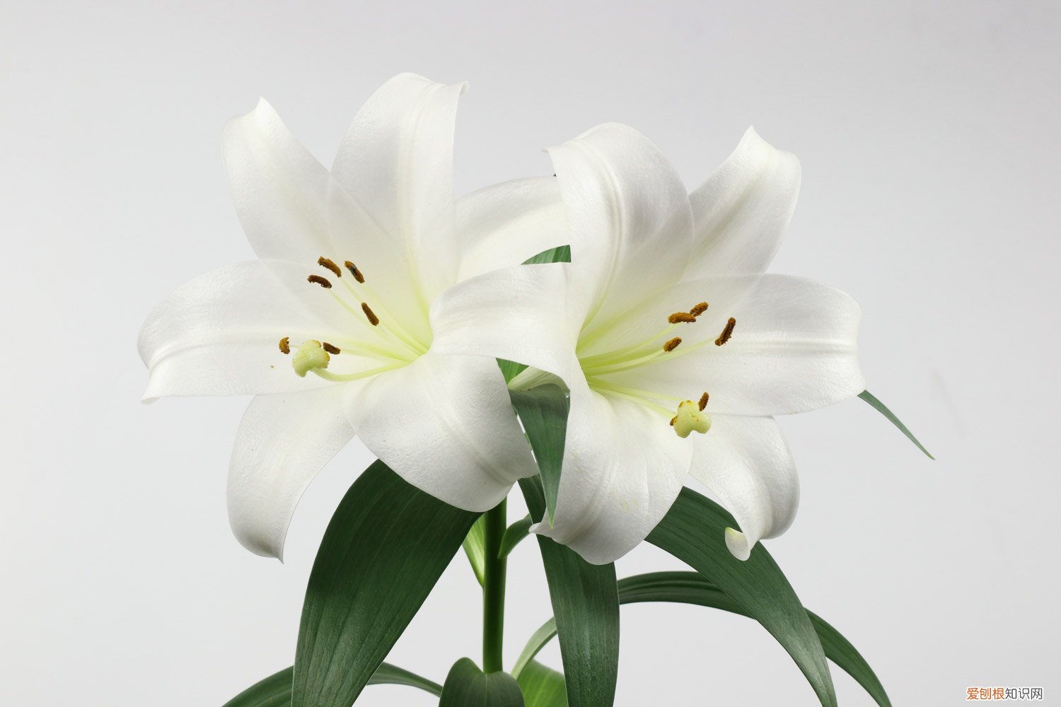 百合要怎么养才能开花 百合要怎么养