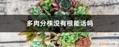 多肉没有根怎么种植 多肉分株没有根能活吗
