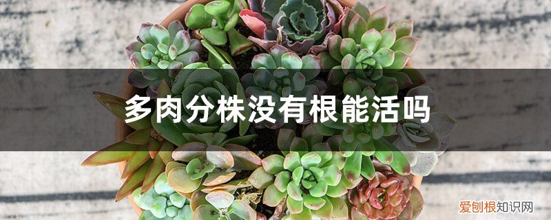 多肉没有根怎么种植 多肉分株没有根能活吗