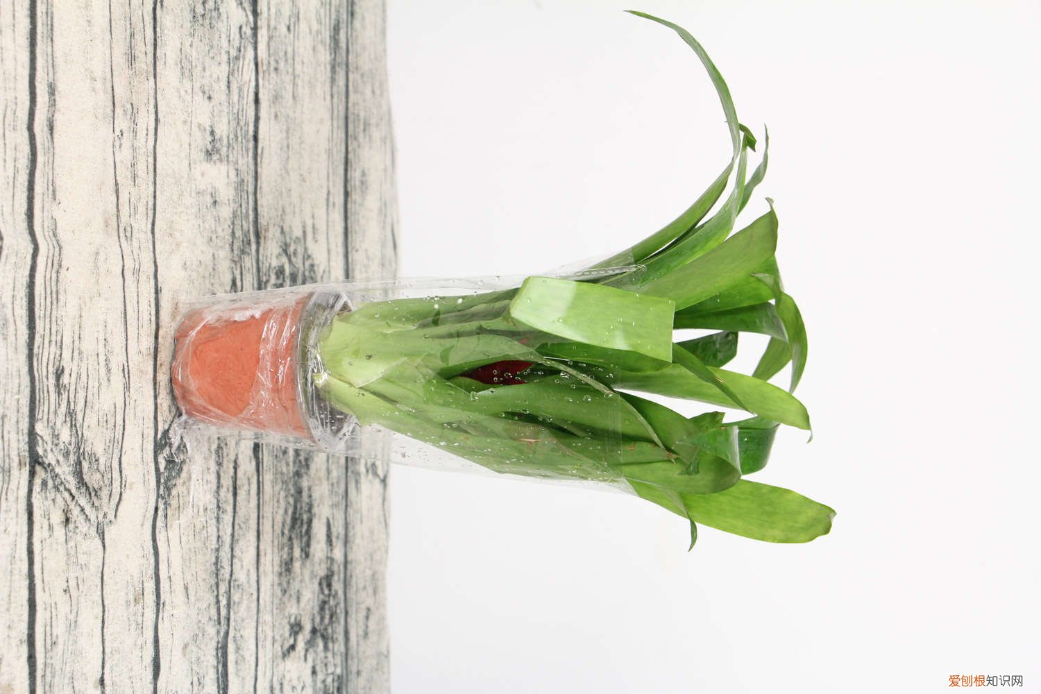 鸿运当头开过花后怎么养 鸿运当头开花后怎么养