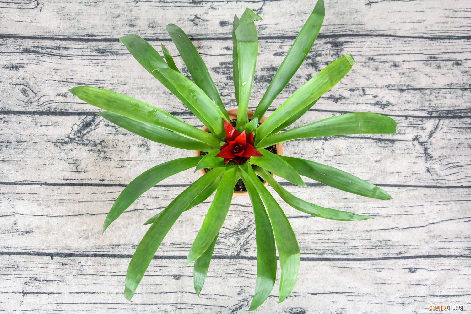 鸿运当头开过花后怎么养 鸿运当头开花后怎么养