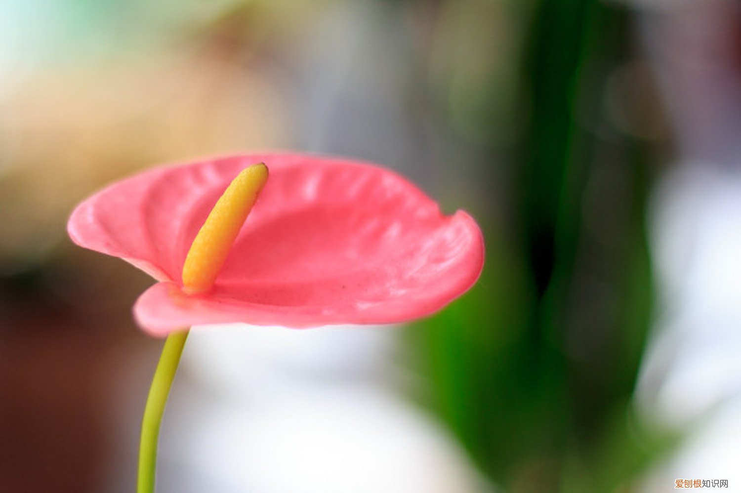 红鹤花怎么养护和管理 红鹤花怎么养