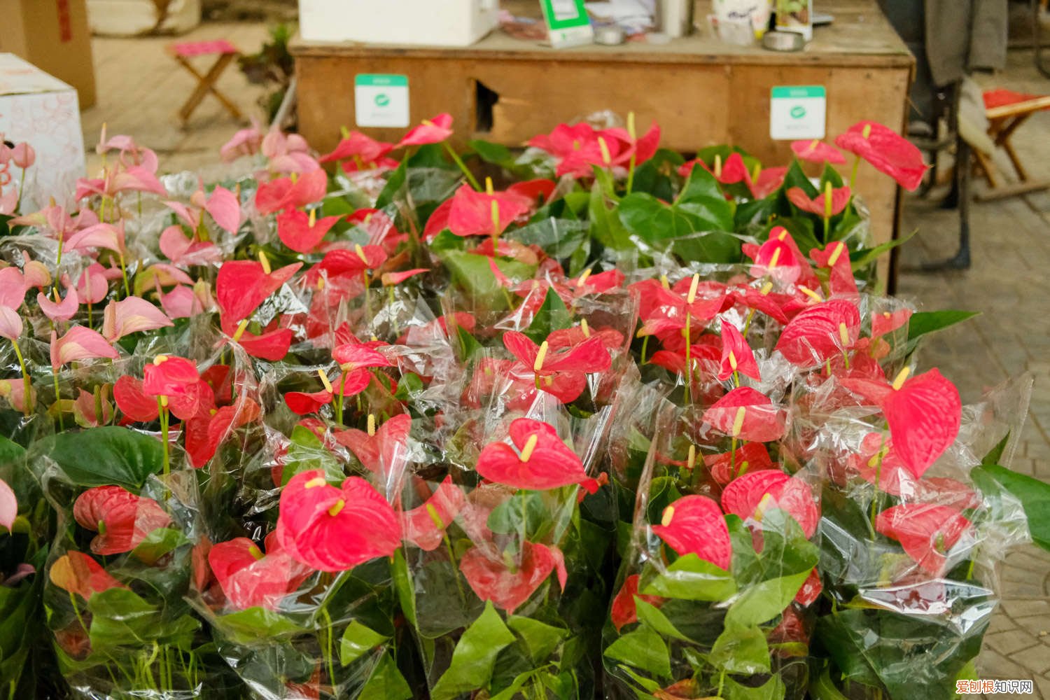 红鹤花怎么养护和管理 红鹤花怎么养