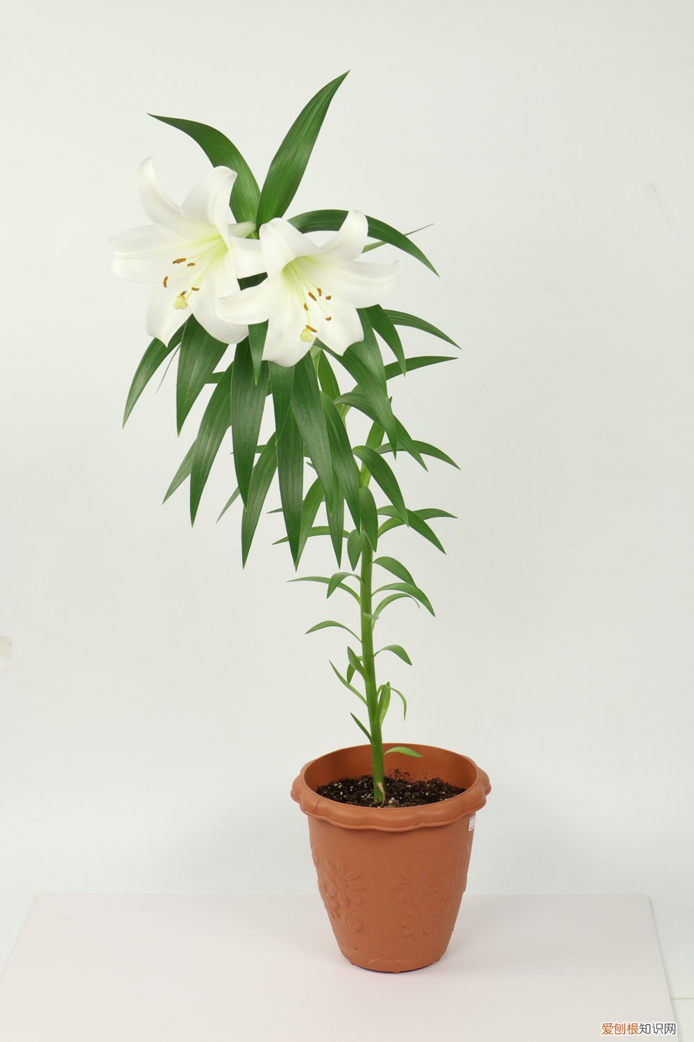 百合开完花了怎么办 百合开完花以后怎么办