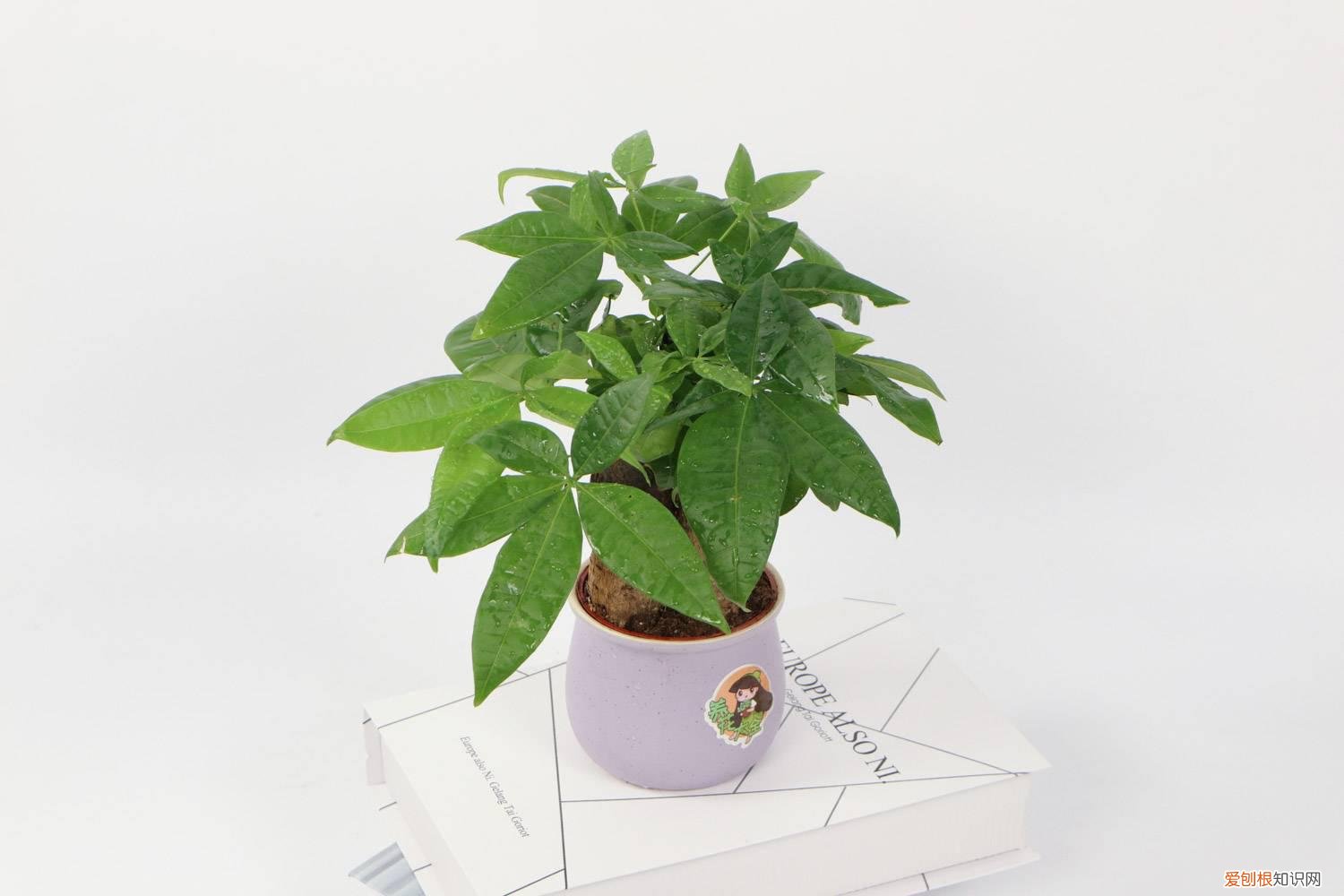 发财树有点冻了能活不了 发财树怕冻吗