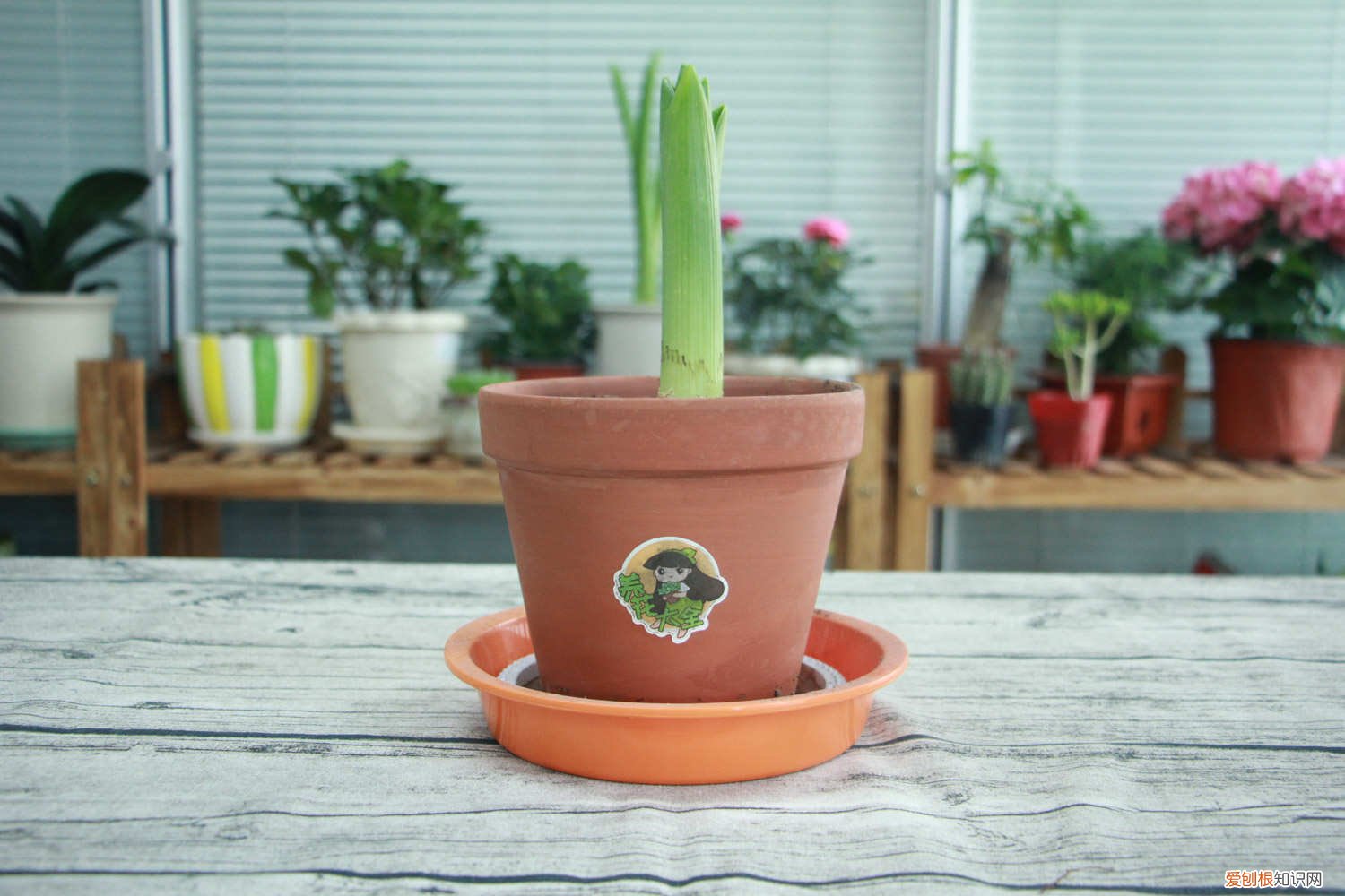 土培风信子长了侧芽怎么办 风信子侧芽能分株么