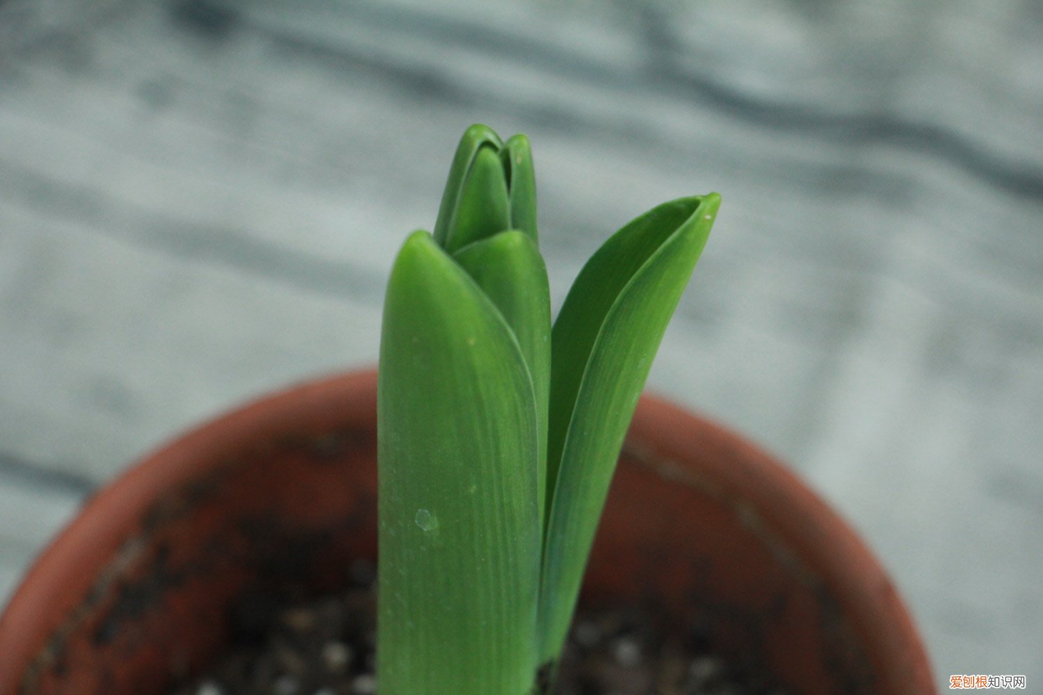 风信子花开过了还会再开吗 风信子谢了还会再开吗
