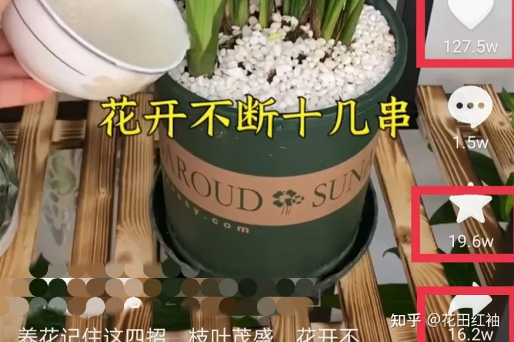 养花黄叶子怎么办，网络盛传8种“养花小妙招”，一顿操作白忙活，黄叶又烂根