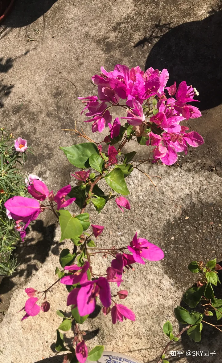 一帆风顺花咋养，花怎么养？