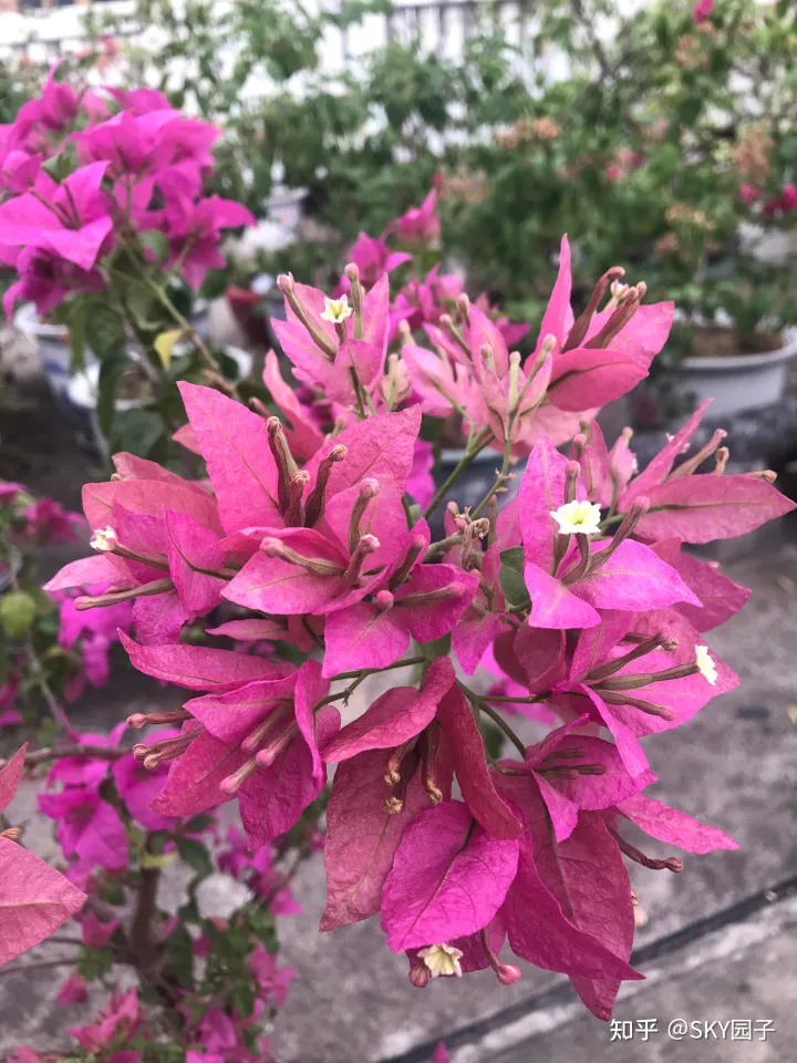 一帆风顺花咋养，花怎么养？