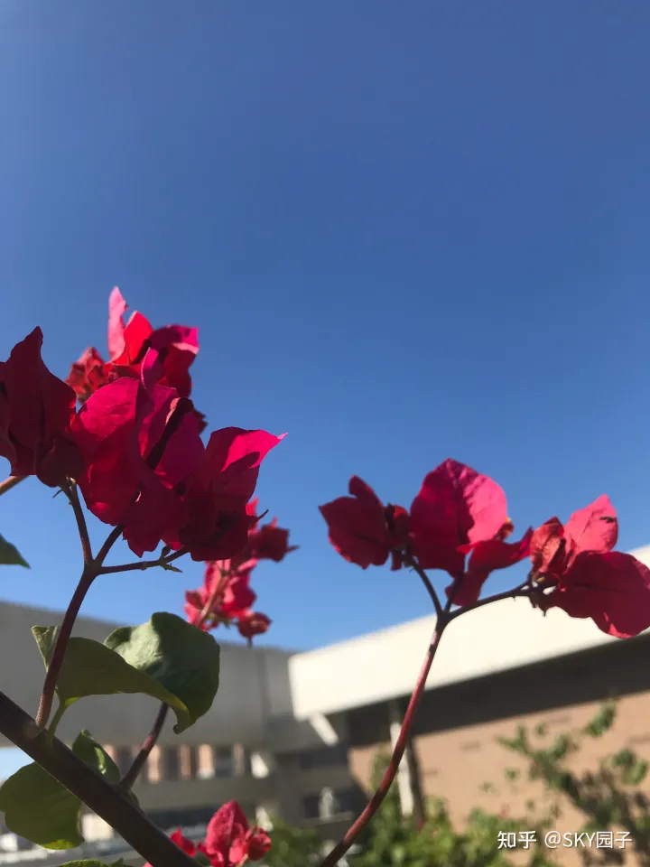 一帆风顺花咋养，花怎么养？