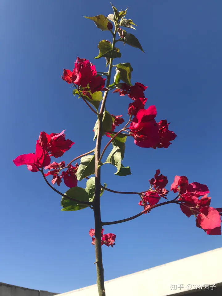 一帆风顺花咋养，花怎么养？