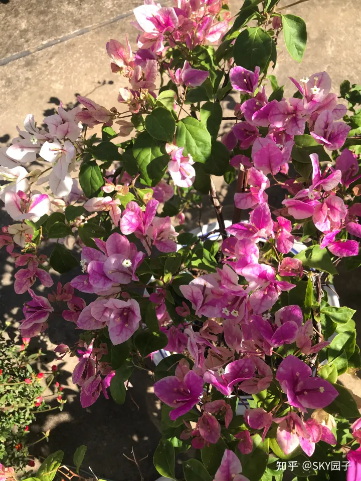 一帆风顺花咋养，花怎么养？