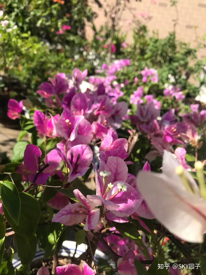 一帆风顺花咋养，花怎么养？