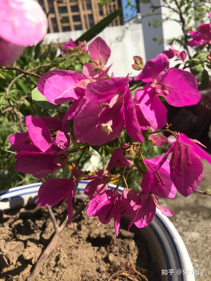 一帆风顺花咋养，花怎么养？