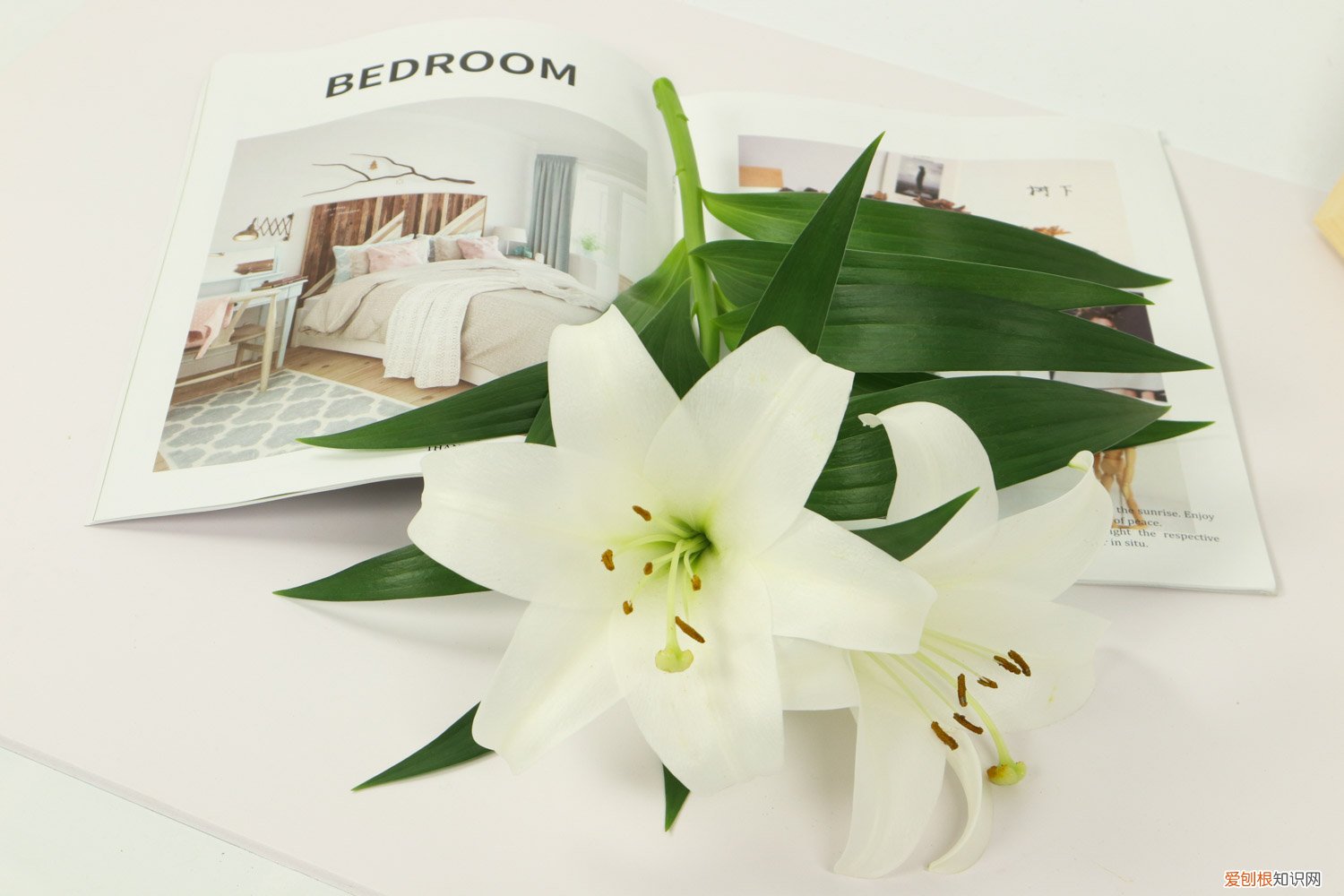 百合开完之后怎么办 百合开败后怎么处理