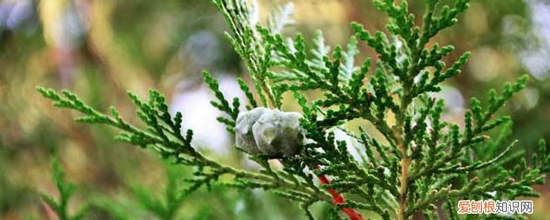 柏树扦插繁殖方法和时间 柏树扦插时间与方法