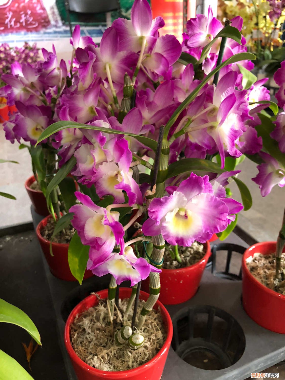 石斛几月扦插视频 石斛几月扦插