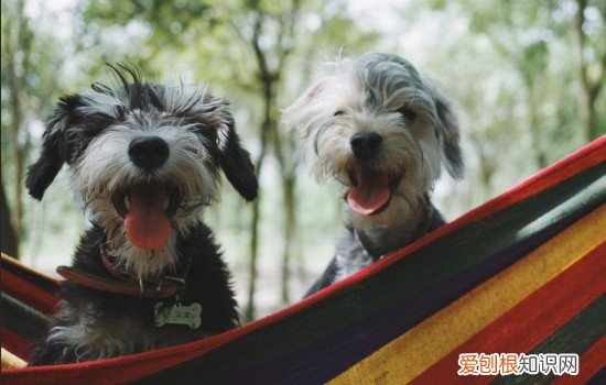 狗吃了葡萄怎么办会怎么样? 狗吃了葡萄怎么办