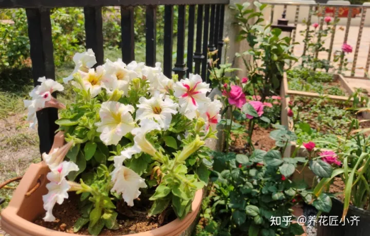 花卉烂根如何处理，养花难题3招解决，新手掌握好，杜绝烂根和烂叶