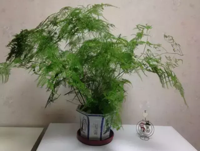 室内养文竹好不好，文竹好处多，居家必备！