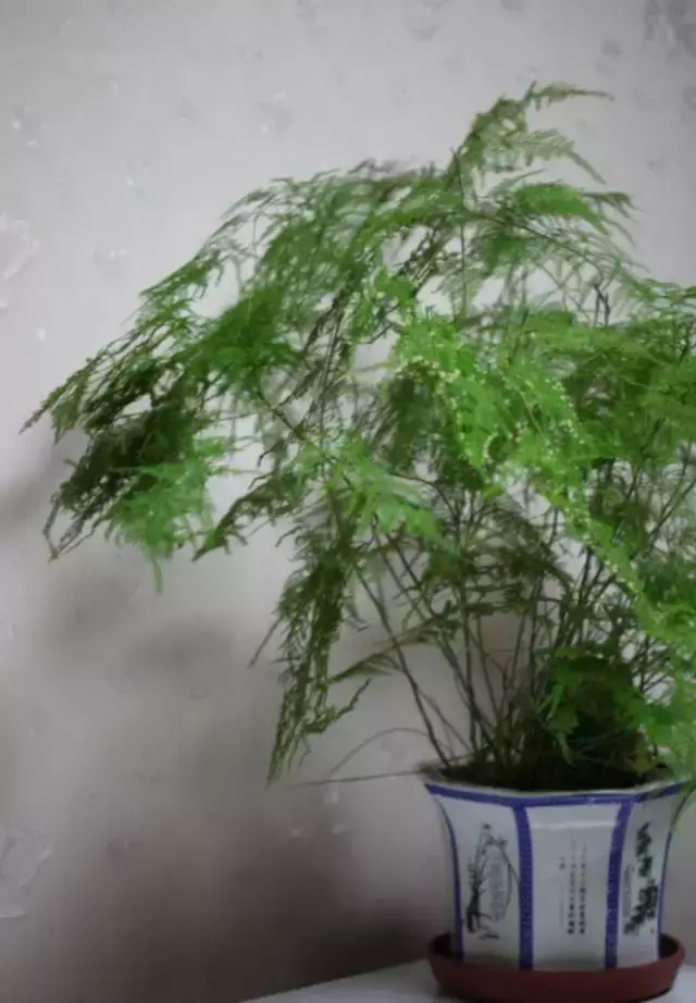 室内养文竹好不好，文竹好处多，居家必备！