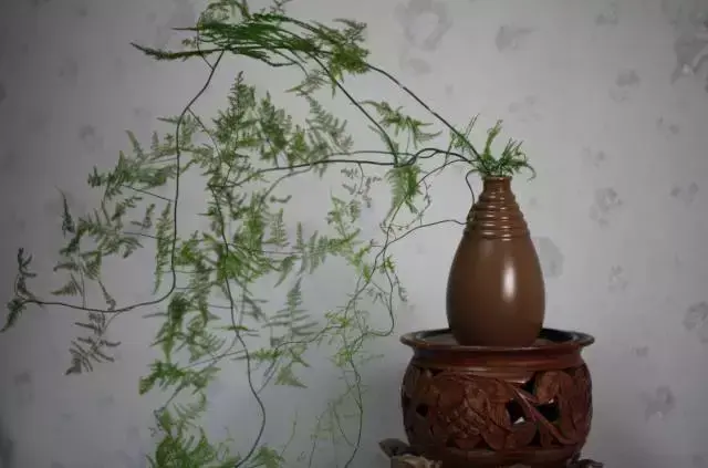 室内养文竹好不好，文竹好处多，居家必备！