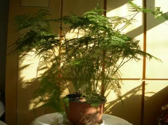 室内养文竹好不好，文竹好处多，居家必备！