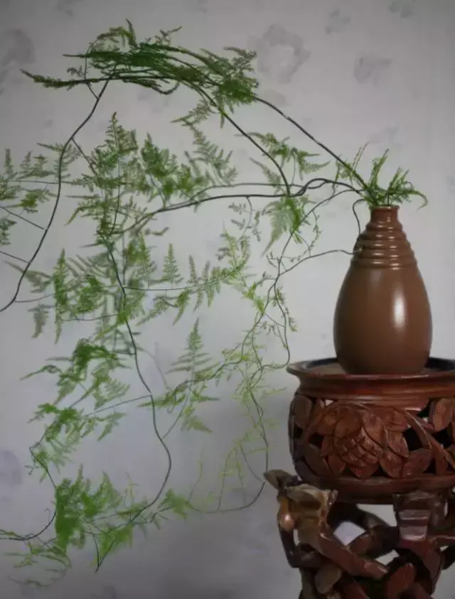 室内养文竹好不好，文竹好处多，居家必备！