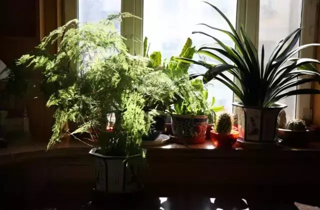 室内养文竹好不好，文竹好处多，居家必备！