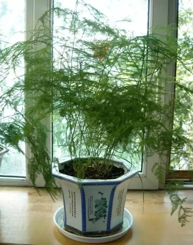 室内养文竹好不好，文竹好处多，居家必备！