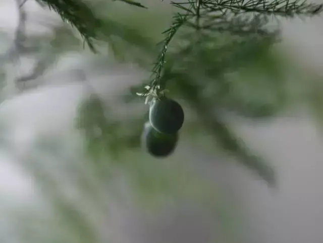 室内养文竹好不好，文竹好处多，居家必备！