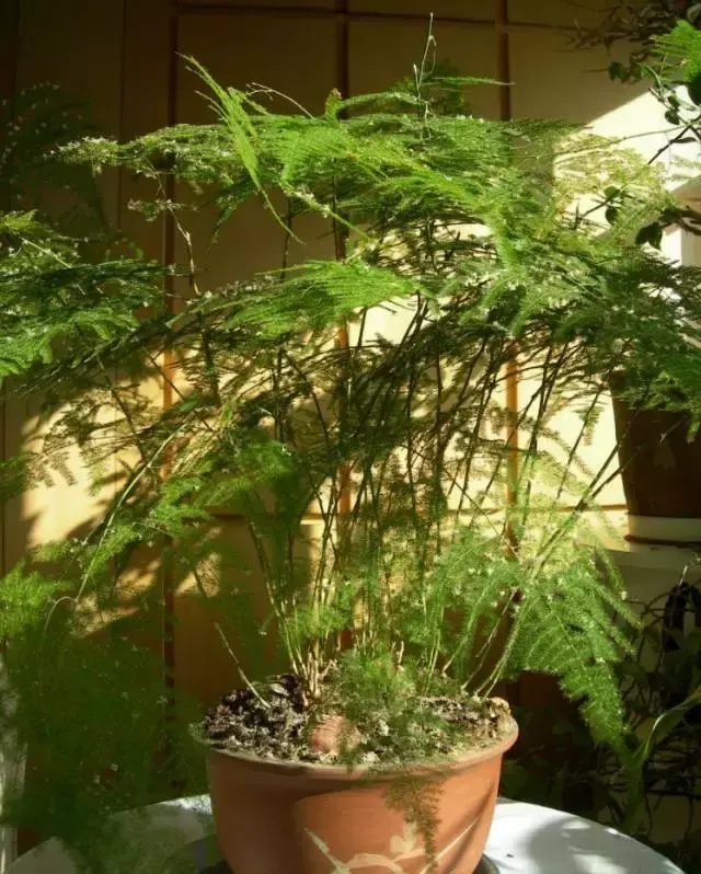 室内养文竹好不好，文竹好处多，居家必备！