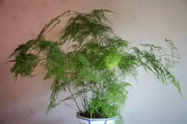 室内养文竹好不好，文竹好处多，居家必备！