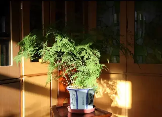 室内养文竹好不好，文竹好处多，居家必备！