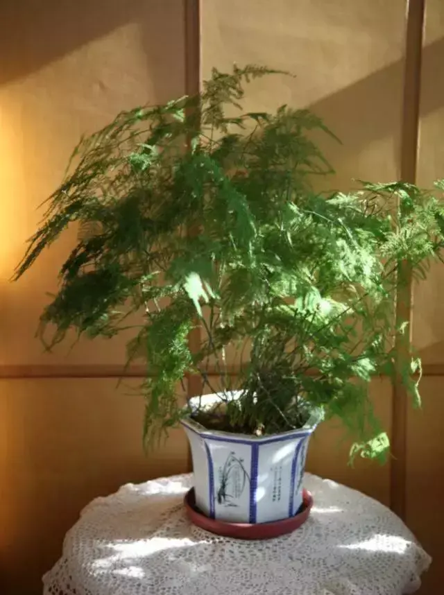 室内养文竹好不好，文竹好处多，居家必备！