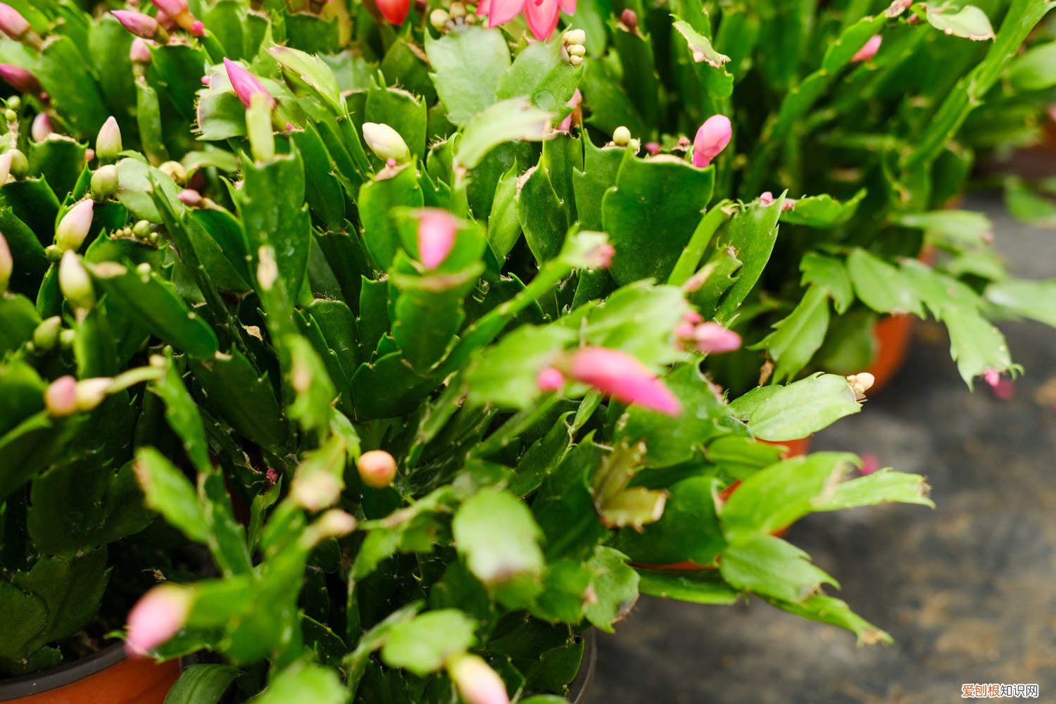 仙人球嫁接蟹爪兰详细图解 仙人球嫁接蟹爪兰教程