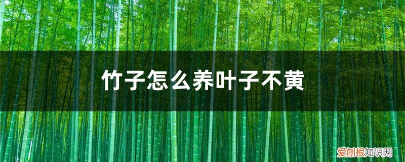 怎么养竹子叶子才不黄 竹子怎么养叶子不黄