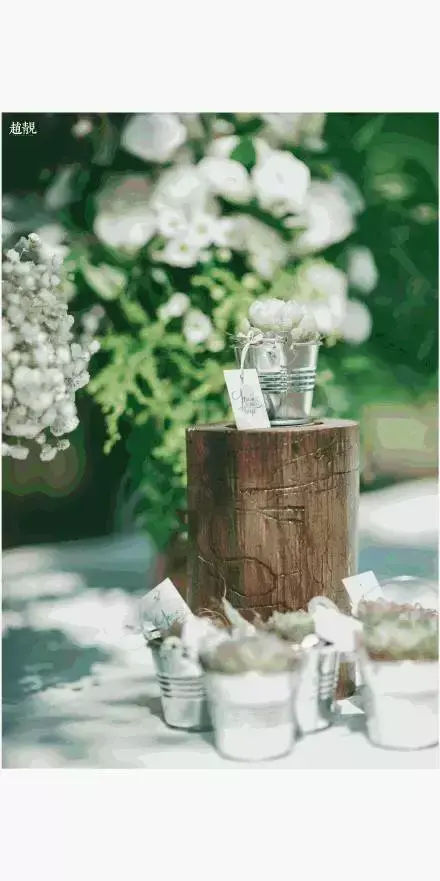 多肉为什么夏季休眠,多肉新闻第55期 大家注意,多肉已经进入度夏模式!