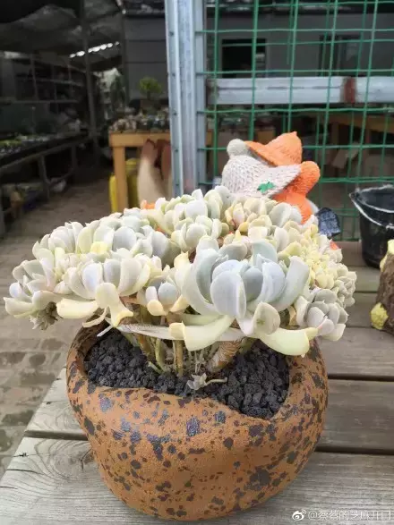 多肉为什么夏季休眠,多肉新闻第55期 大家注意,多肉已经进入度夏模式!