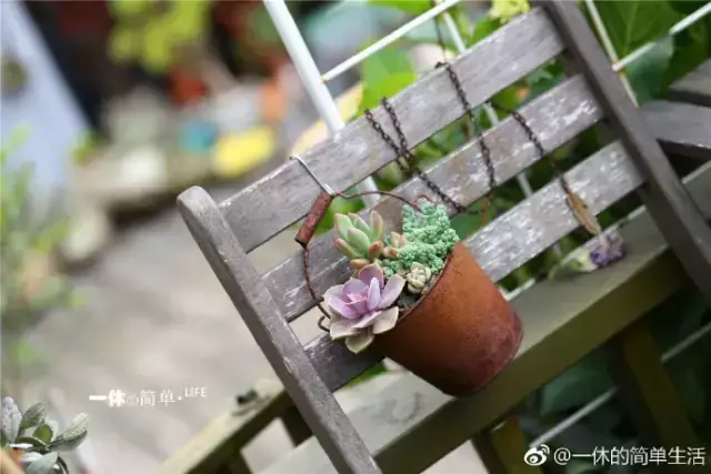 多肉为什么夏季休眠,多肉新闻第55期 大家注意,多肉已经进入度夏模式!