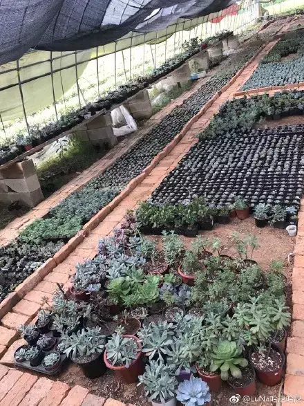 多肉为什么夏季休眠,多肉新闻第55期 大家注意,多肉已经进入度夏模式!