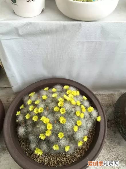 多肉为什么夏季休眠,多肉新闻第55期 大家注意,多肉已经进入度夏模式!