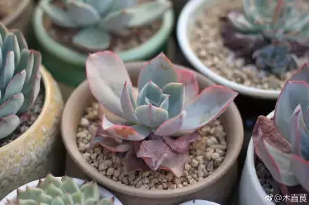 多肉为什么夏季休眠,多肉新闻第55期 大家注意,多肉已经进入度夏模式!