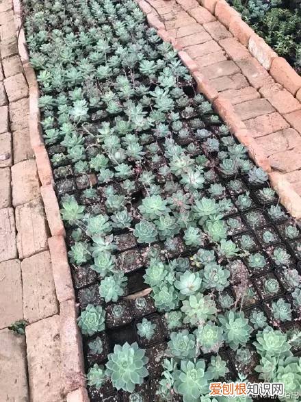 多肉为什么夏季休眠,多肉新闻第55期 大家注意,多肉已经进入度夏模式!