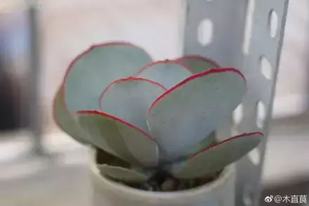 多肉为什么夏季休眠,多肉新闻第55期 大家注意,多肉已经进入度夏模式!