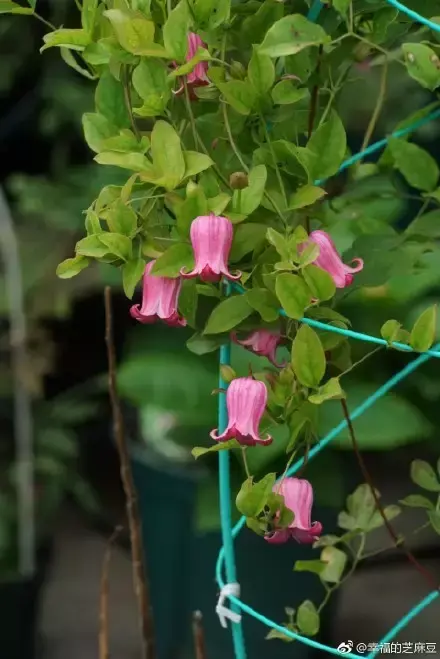 多肉为什么夏季休眠,多肉新闻第55期 大家注意,多肉已经进入度夏模式!